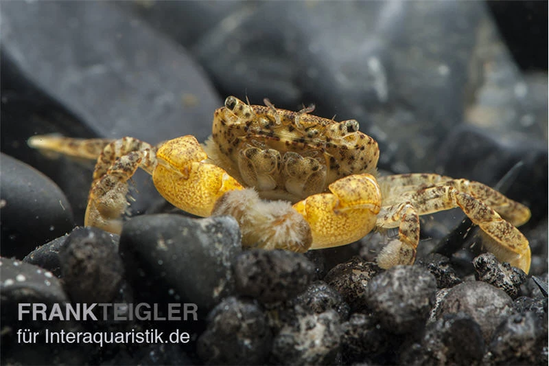 Pompomkrabbe, Ptychognathus Barbatus (Hongkong-Krabbe) 3 Pompomkrabbe, Ptychognathus Barbatus (Hongkong-Krabbe)