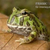 Pacman-Frog, Schmuckhornfrosch, Ceratophrys Cranwelli -Heimtierbedarf schmuckhornfrosch pacman frog